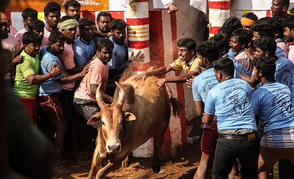 Why bull owners and tamers take part in jallikattu, despite the injuries and deaths