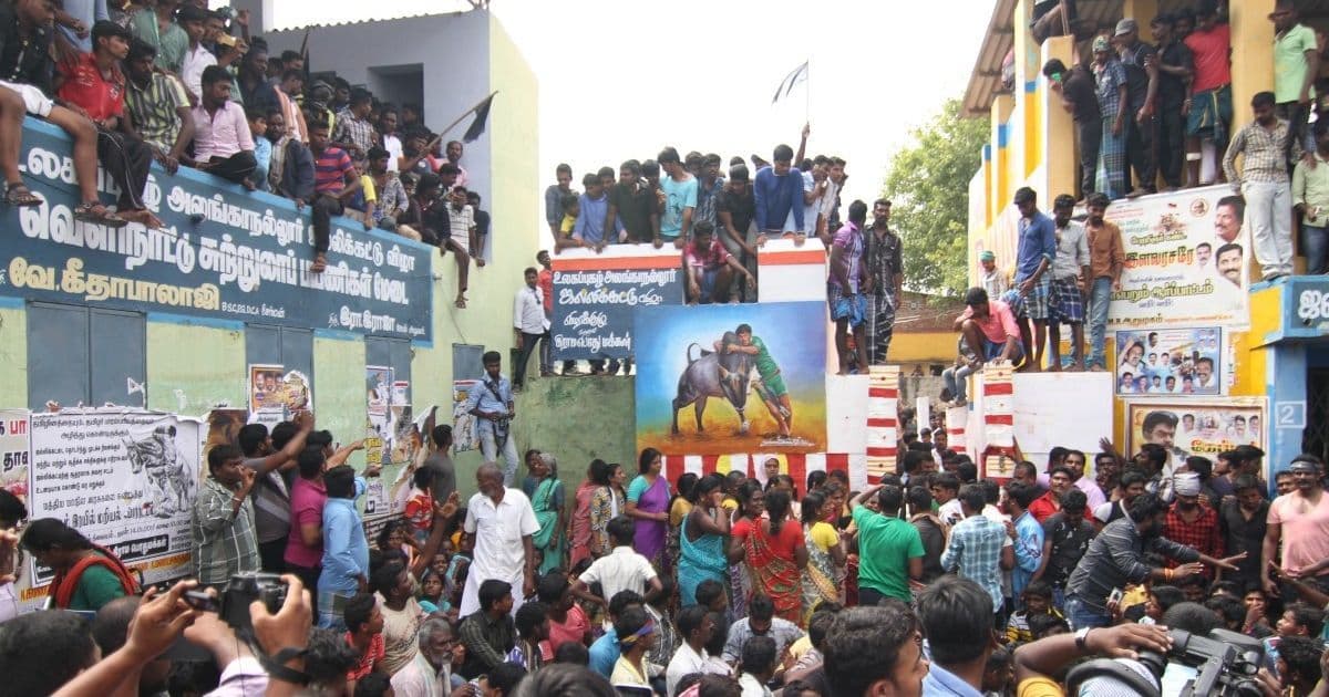 Jallikattu bouts are held in parts of Tamil Nadu but its most famous venue refuses to play along
