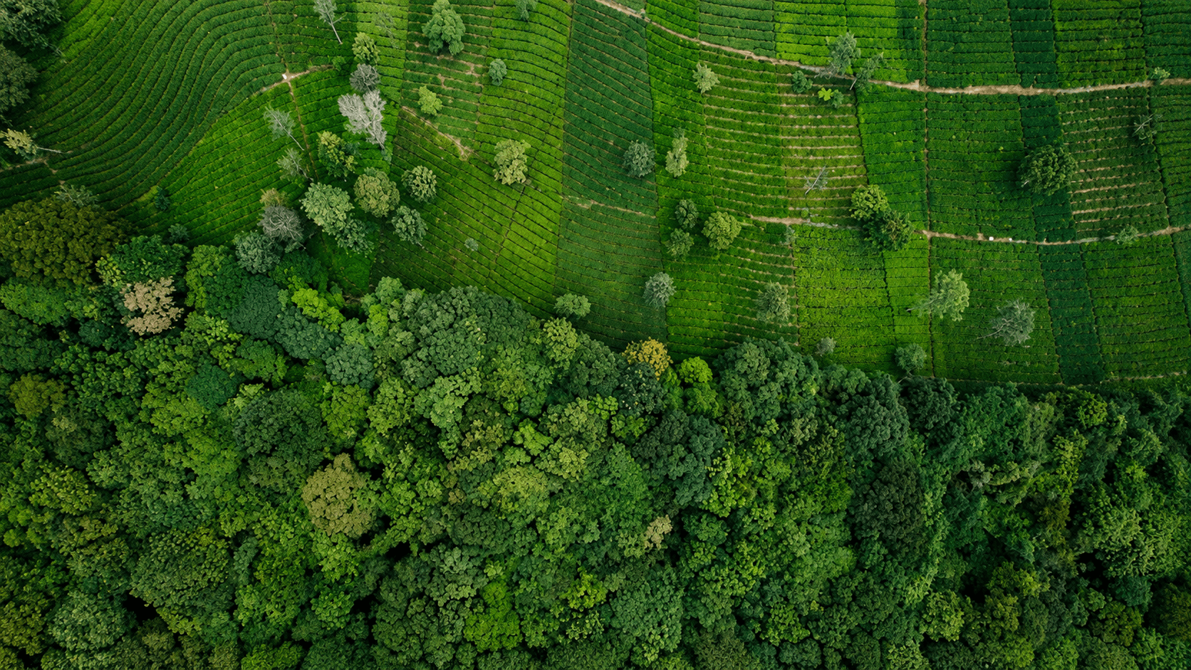 In India’s Tea Country, Efforts are Brewing to Bring Back Native Forests