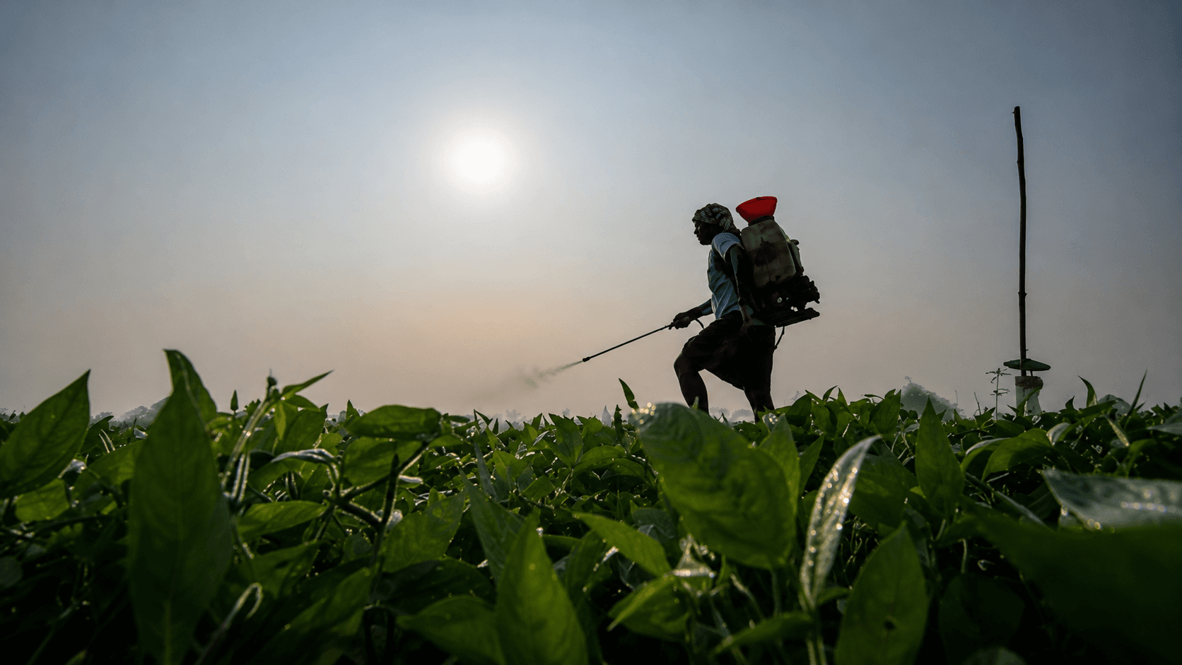 Farmers in India are hit by extreme weather